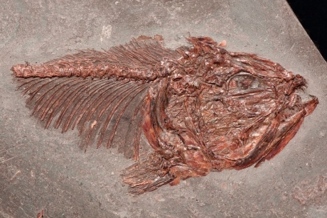 Thrissops fish fossil